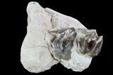 Hyracodon (Running Rhino) Jaw Section - South Dakota #99587-1